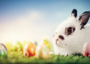 easter-bunny-WEB